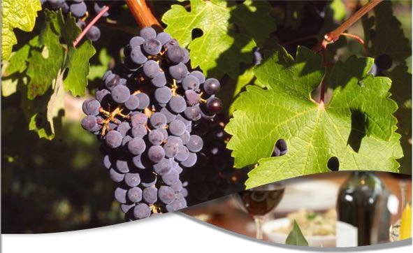 Vinos argentinos