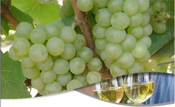 Chardonnay vinhos e uvas