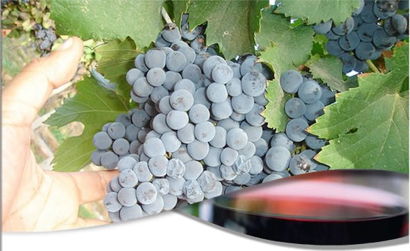 Vinos argentinos