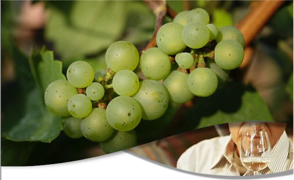 Viognier vinhos e uvas