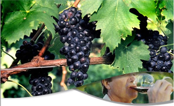 Vinhos e uvas Sangiovese