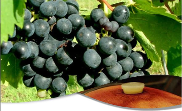 Vinhos e uvas Syrah