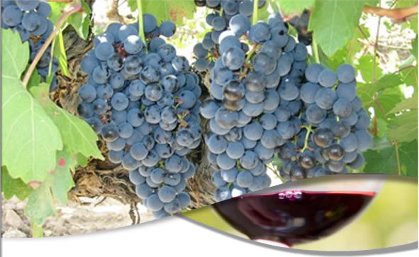 Vinhos e uvas Tempranillo