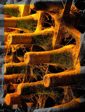 Cabernet Sauvignon