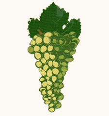 Torrontes Riojano